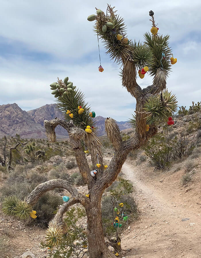 rubber duck tree in red rock canyon las vegas nevada