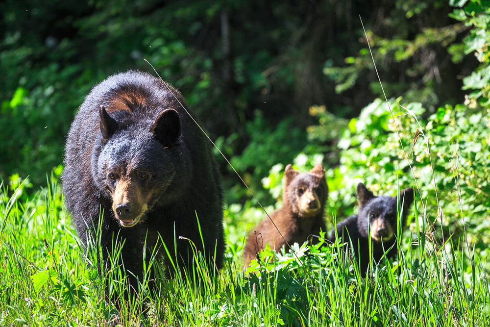 Black Bear and Cubs in Grand Teton National Park