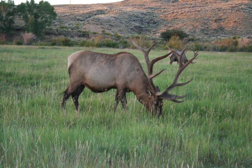 Wyoming Wildlife Safety Tips
