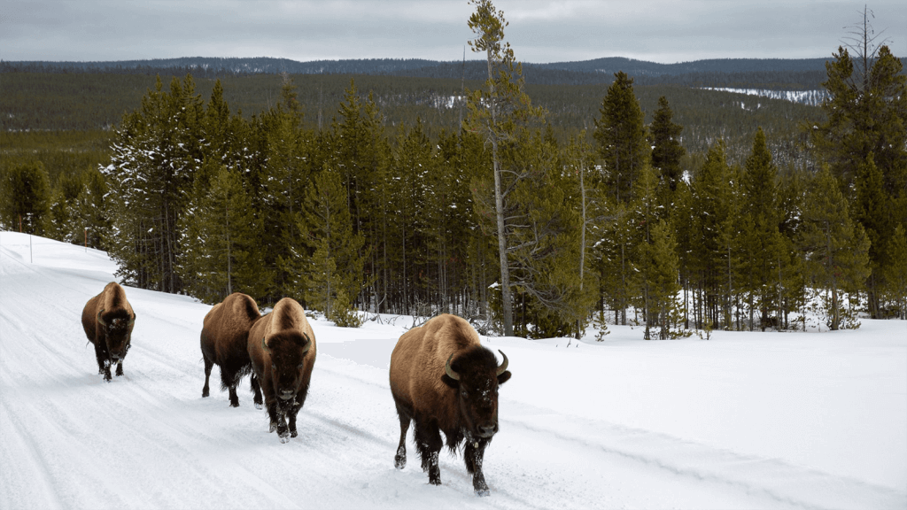 Elk herd in winter landscape