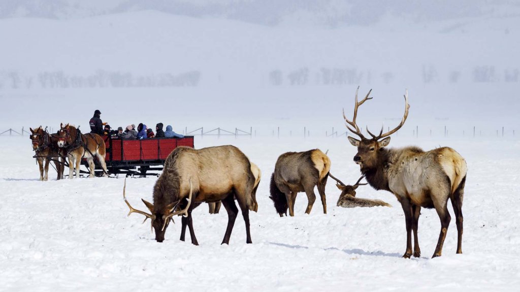 Horses pulling sleigh behind elk herd