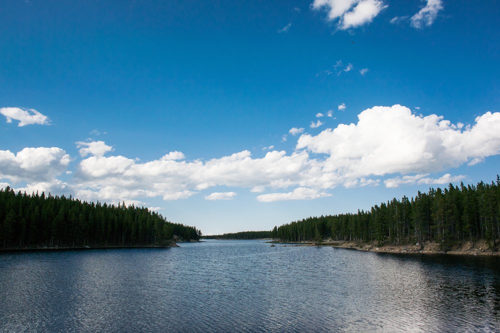 A large body of water surrounded by tall evergreen trees. 
