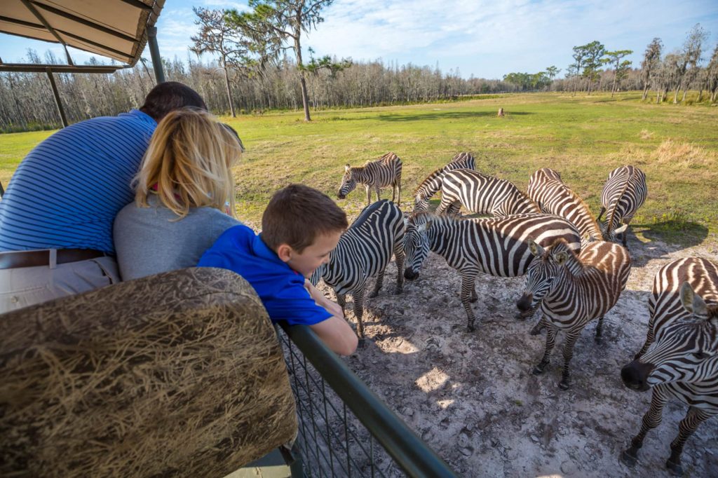 Family of 3 in a safari vehicle looking at zebras at Safari Wilderness in Lakeland, FL