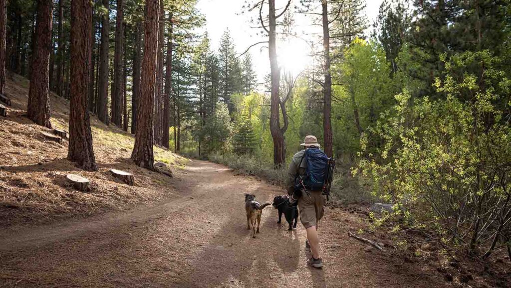 man hiking galena creek with dogs