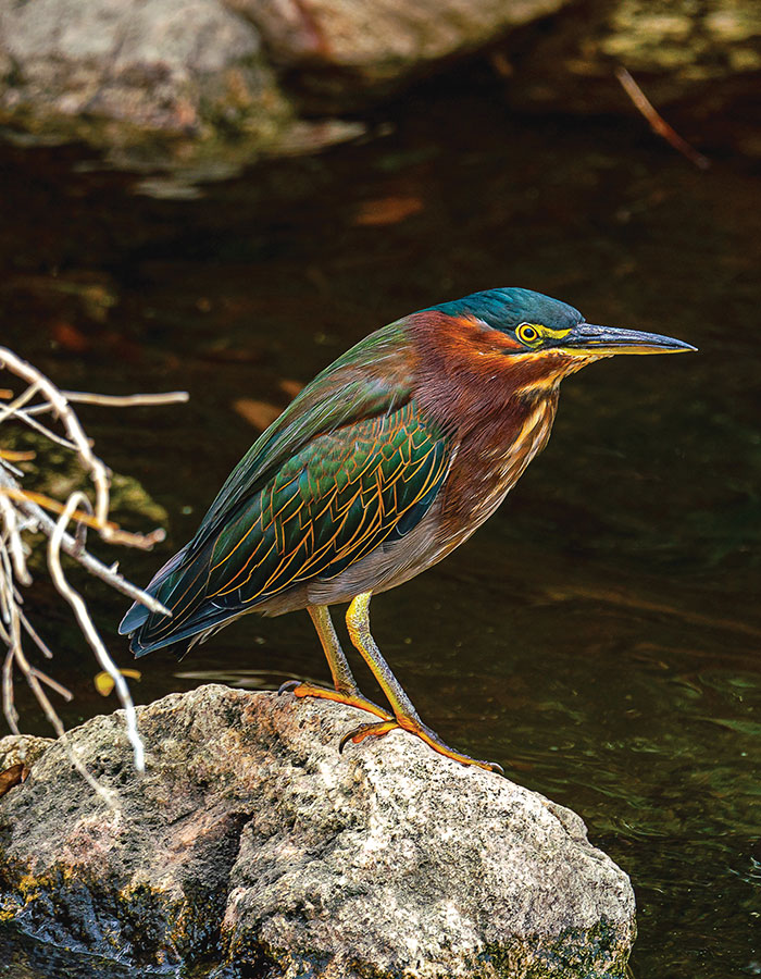 green heron at clark county wetlands park in las vegas nevada