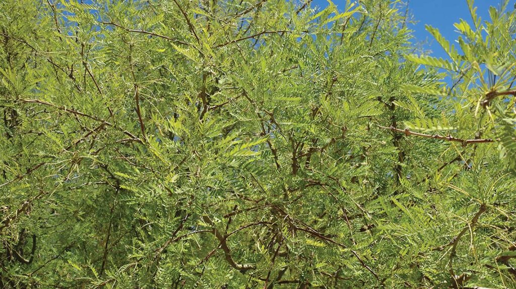 honey mesquite tree