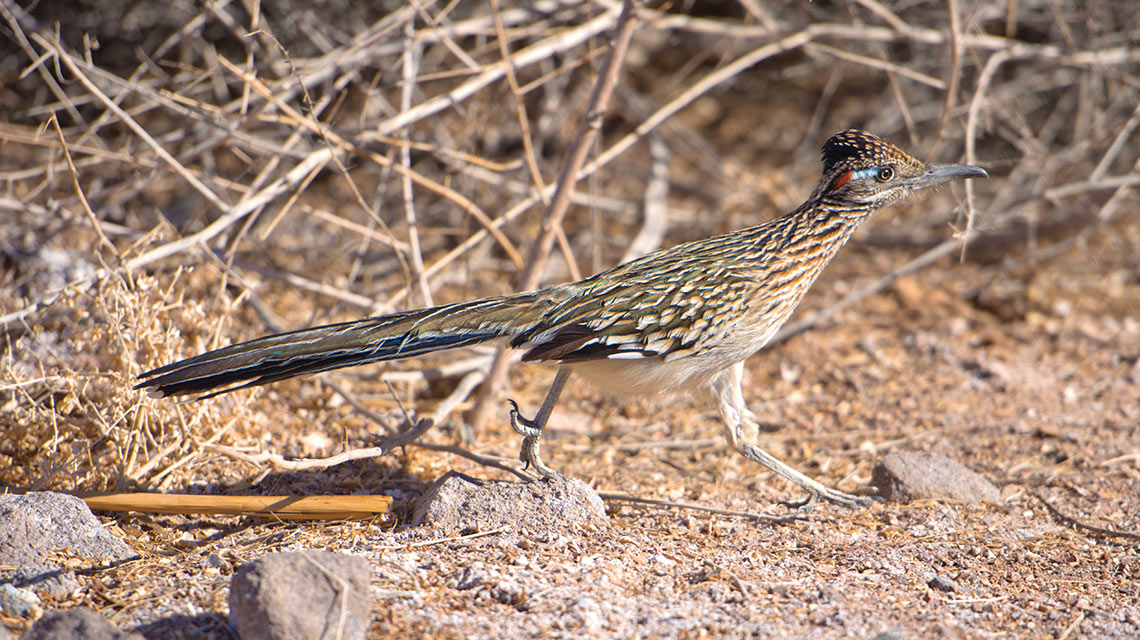 roadrunner at clark county wetlands park in las vegas nevada