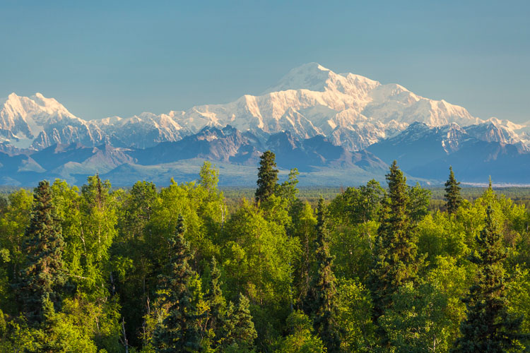 Forest with snowcapped mountain in the background