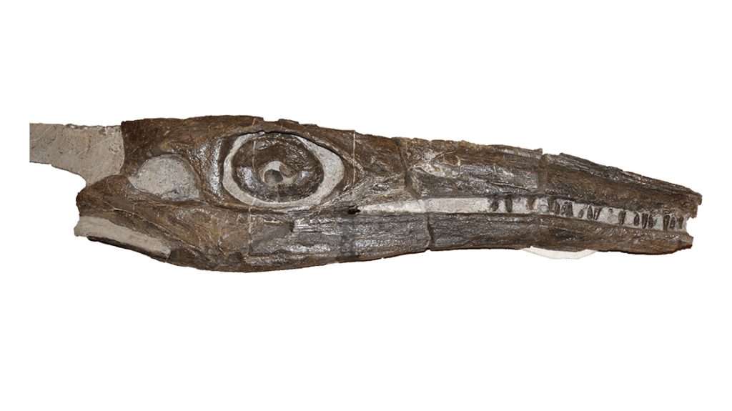 Triassic-period ichthyosaur skull nicknamed “Martina” excavated in the Augusta Mountains of Nevada in 2011