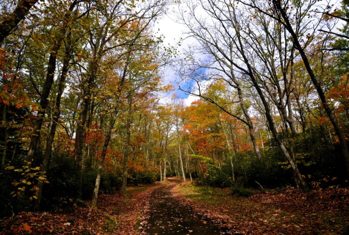 Beartown State Park, Fall