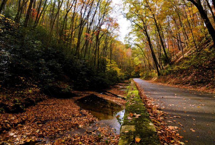 Watoga State Park, fall