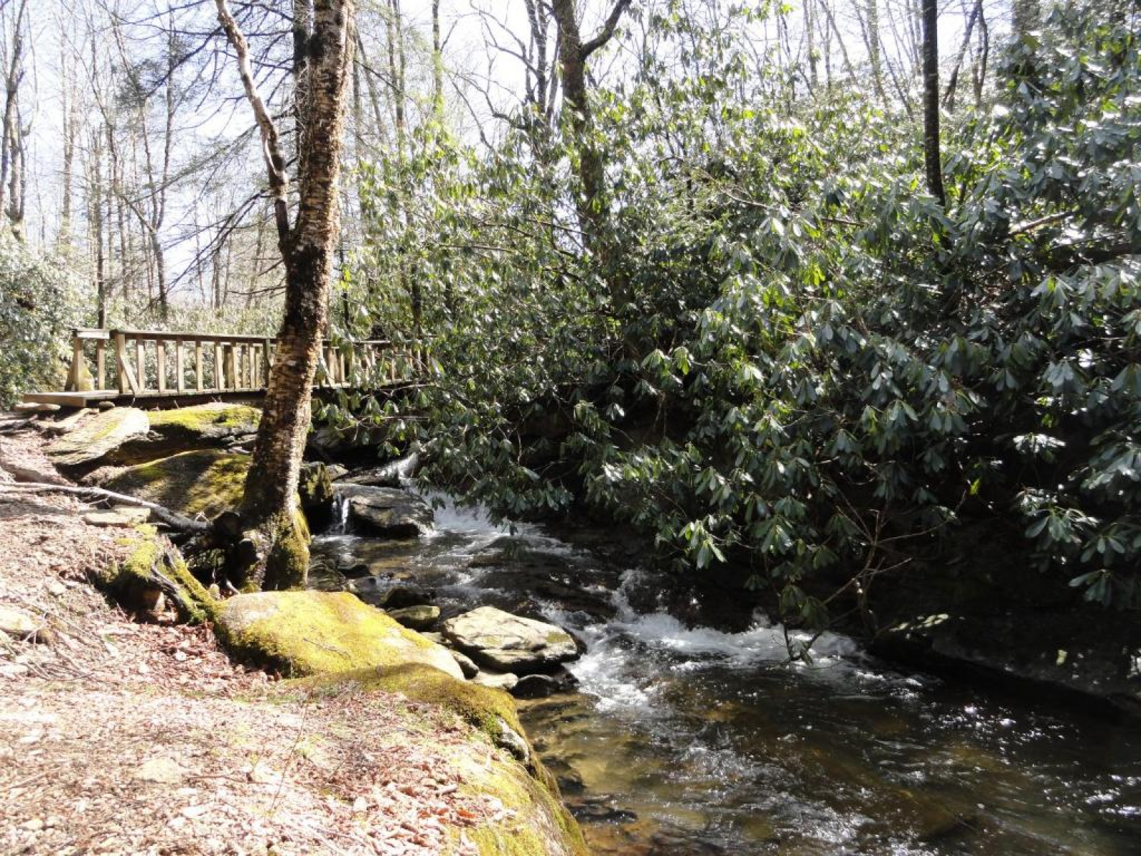 608 Beech Mountain Pkwy, Banner Elk, North Carolina, ,Resorts (Free),For Sale,Beech Mountain Pkwy,1523